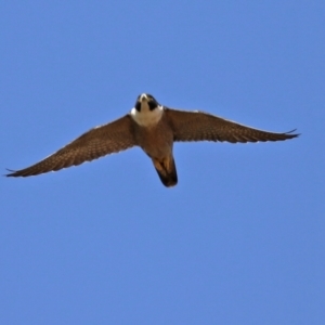 Falco peregrinus at Greenway, ACT - 2 Sep 2021