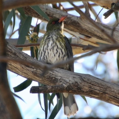 Oriolus sagittatus (Olive-backed Oriole) at Hughes Grassy Woodland - 2 Sep 2021 by LisaH