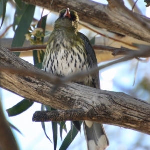 Oriolus sagittatus at Hughes, ACT - 2 Sep 2021