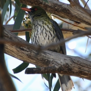 Oriolus sagittatus at Hughes, ACT - 2 Sep 2021