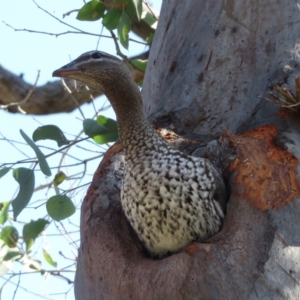 Chenonetta jubata at Symonston, ACT - 1 Sep 2021 10:18 AM