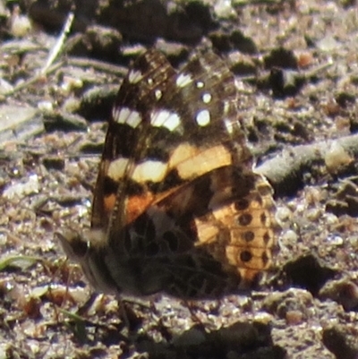 Vanessa kershawi (Australian Painted Lady) at Symonston, ACT - 1 Sep 2021 by RobParnell