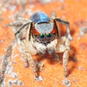 Maratus anomalus at Grenfell, NSW - 7 Nov 2015