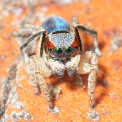 Maratus anomalus (Blue Peacock spider) at Grenfell, NSW - 7 Nov 2015 by Harrisi