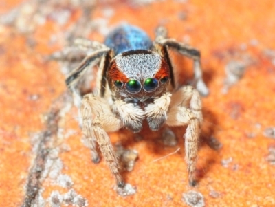 Maratus anomalus (Blue Peacock spider) at Grenfell, NSW - 7 Nov 2015 by Harrisi