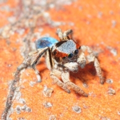 Maratus anomalus at Grenfell, NSW - 7 Nov 2015