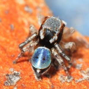 Maratus anomalus at Grenfell, NSW - 7 Nov 2015