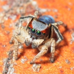 Maratus anomalus at Grenfell, NSW - 7 Nov 2015