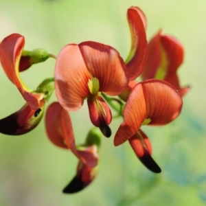 Swainsona galegifolia at Grenfell, NSW - 7 Nov 2015