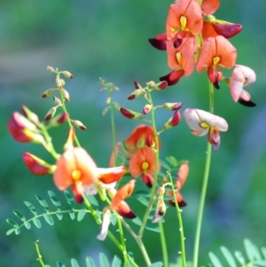 Swainsona galegifolia at Grenfell, NSW - 7 Nov 2015