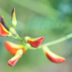 Swainsona galegifolia at Grenfell, NSW - 7 Nov 2015