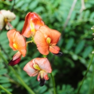 Swainsona galegifolia at Grenfell, NSW - 7 Nov 2015