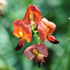 Swainsona galegifolia at Grenfell, NSW - 7 Nov 2015