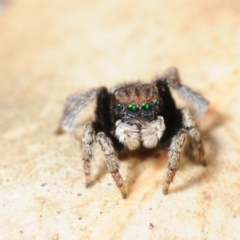 Maratus vespertilio (Bat-like peacock spider) at Conimbla National Park - 6 Nov 2015 by Harrisi