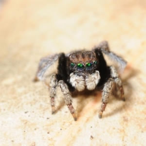 Maratus vespertilio at Grenfell, NSW - suppressed