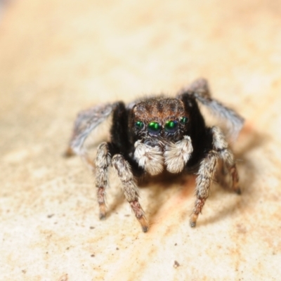 Maratus vespertilio (Bat-like peacock spider) at Grenfell, NSW - 7 Nov 2015 by Harrisi