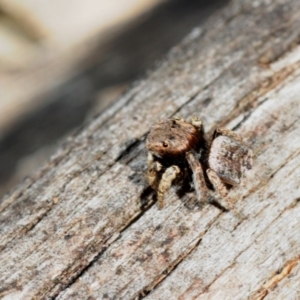 Maratus vespertilio at Grenfell, NSW - 7 Nov 2015