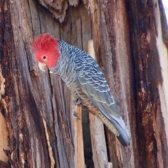 Callocephalon fimbriatum (Gang-gang Cockatoo) at GG153 - 31 Aug 2021 by LisaH