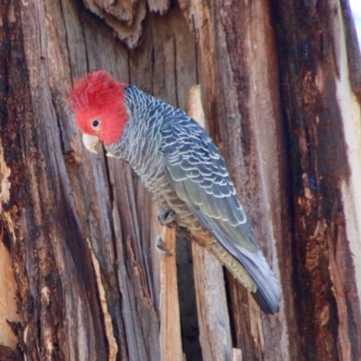 Callocephalon fimbriatum (Gang-gang Cockatoo) at GG153 - 31 Aug 2021 by LisaH