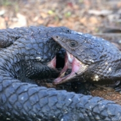 Tiliqua rugosa (Shingleback Lizard) at Mount Ainslie - 1 Sep 2021 by jb2602