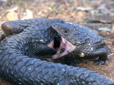 Tiliqua rugosa (Shingleback Lizard) at Ainslie, ACT - 1 Sep 2021 by jb2602