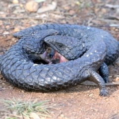 Tiliqua rugosa at Ainslie, ACT - 1 Sep 2021