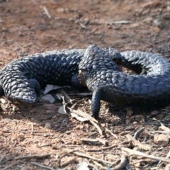 Tiliqua rugosa at Ainslie, ACT - 1 Sep 2021