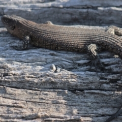 Egernia cunninghami (Cunningham's Skink) at Gundaroo, NSW - 3 Sep 2021 by Gunyijan