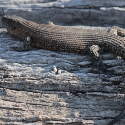 Egernia cunninghami (Cunningham's Skink) at Gundaroo, NSW - 2 Sep 2021 by Gunyijan