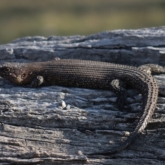 Egernia cunninghami at Gundaroo, NSW - 3 Sep 2021