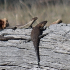 Egernia cunninghami at Gundaroo, NSW - 3 Sep 2021 09:22 AM