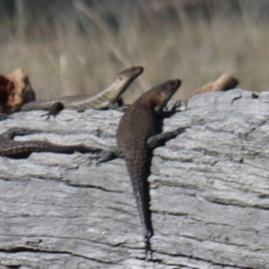 Egernia cunninghami at Gundaroo, NSW - 3 Sep 2021 09:22 AM