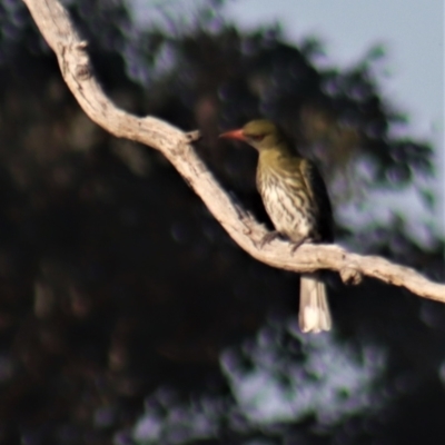 Oriolus sagittatus (Olive-backed Oriole) at Gundaroo, NSW - 2 Sep 2021 by Gunyijan