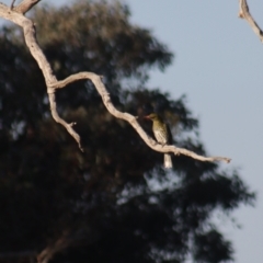 Oriolus sagittatus at Gundaroo, NSW - 2 Sep 2021