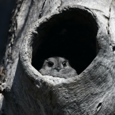 Aegotheles cristatus (Australian Owlet-nightjar) at Mount Ainslie - 1 Sep 2021 by jb2602