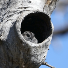 Aegotheles cristatus at Ainslie, ACT - 1 Sep 2021