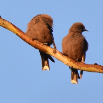 Artamus cyanopterus (Dusky Woodswallow) at Boro, NSW - 3 Sep 2021 by mcleana