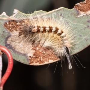 Trichiocercus sparshalli at Holt, ACT - 2 Sep 2021