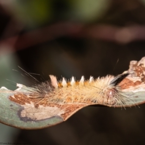 Trichiocercus sparshalli at Holt, ACT - 2 Sep 2021