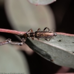 Lemidia subaenea (Clerid beetle) at Woodstock Nature Reserve - 2 Sep 2021 by Roger