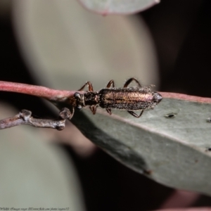 Lemidia subaenea at Holt, ACT - 2 Sep 2021 03:02 PM