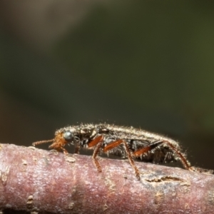 Lemidia subaenea at Holt, ACT - 2 Sep 2021