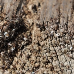 Formicidae (family) (Unidentified ant) at Cook, ACT - 1 Sep 2021 by Tammy