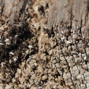 Formicidae (family) at Cook, ACT - 1 Sep 2021