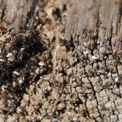 Formicidae (family) (Unidentified ant) at Cook, ACT - 1 Sep 2021 by Tammy