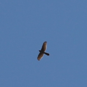 Accipiter fasciatus at Cook, ACT - 1 Sep 2021