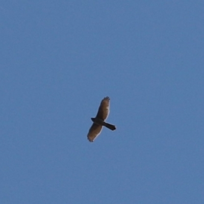 Tachyspiza fasciata (Brown Goshawk) at Cook, ACT - 1 Sep 2021 by Tammy