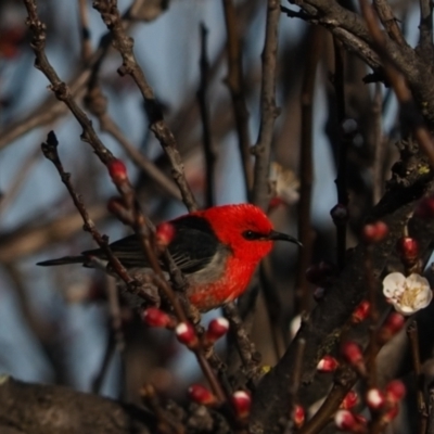 Myzomela sanguinolenta (Scarlet Honeyeater) at Macgregor, ACT - 31 Aug 2021 by Caric