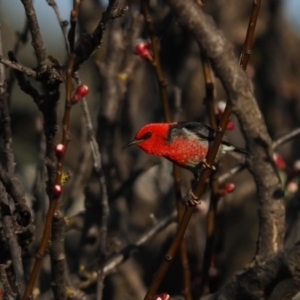 Myzomela sanguinolenta at Macgregor, ACT - 31 Aug 2021