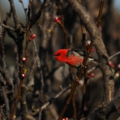 Myzomela sanguinolenta at Macgregor, ACT - 31 Aug 2021